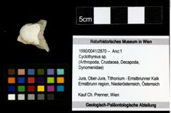 Foto (Objekt + Etiketten) von Cyclothyreus sp. 